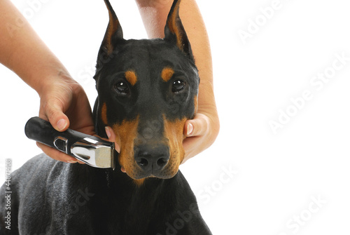 shaving dogs face