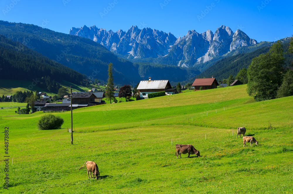 Fototapeta premium Cows grazing on alpine meadow int the Alps mountains, Austria