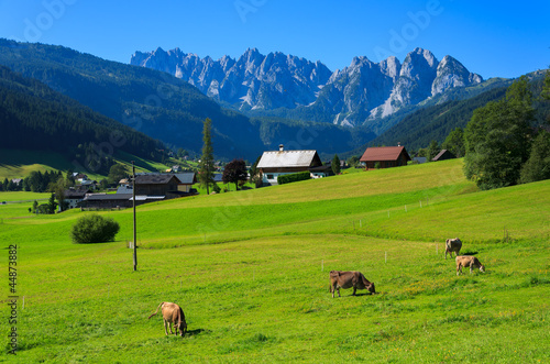 Cows grazing on alpine meadow int the Alps mountains, Austria