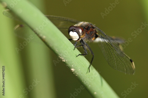 Male Dot-tailed Whiteface Dragonfly Ontario, Canada
