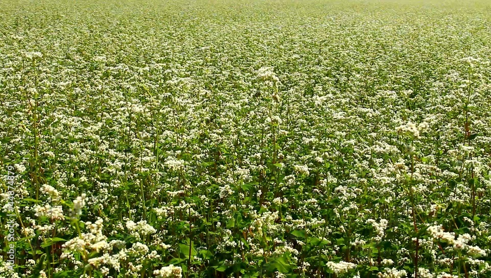 White buckwheat White buckwheat