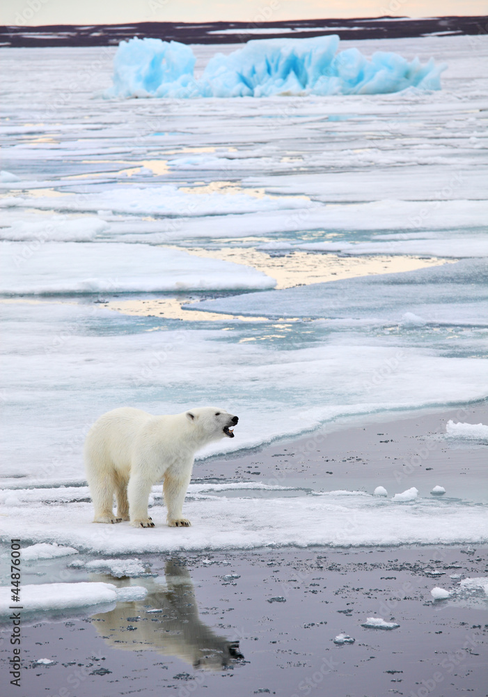 Polar bear in natural environment Polar bear in natural environment