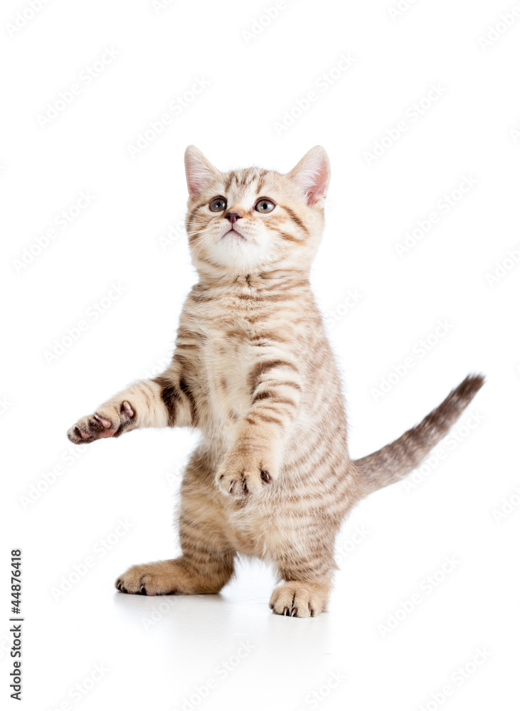 Funny playful cat isolated on white background