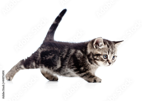 funny walking black cat kitten isolated on white
