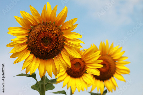 Fototapeta Naklejka Na Ścianę i Meble -  3 sunflowers