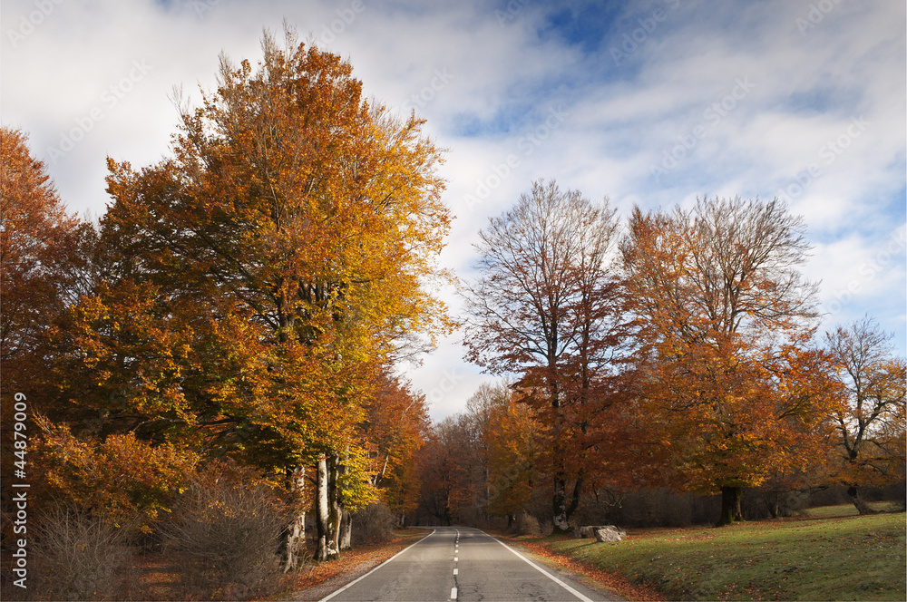 Road surrounded by trees with autumn leaves