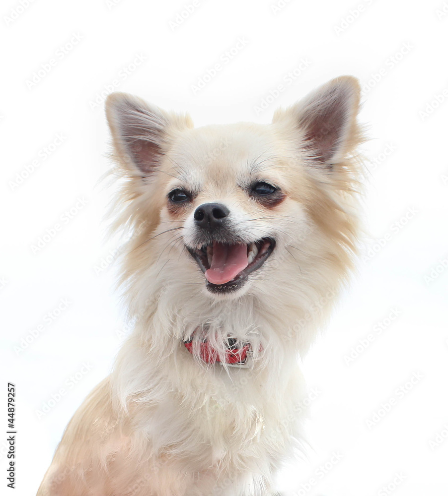 chihuahua portrait in front of white background