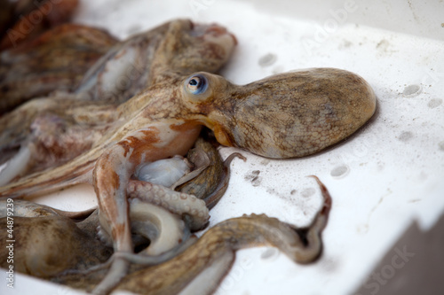 Fresh Octopus at a food market © wjarek