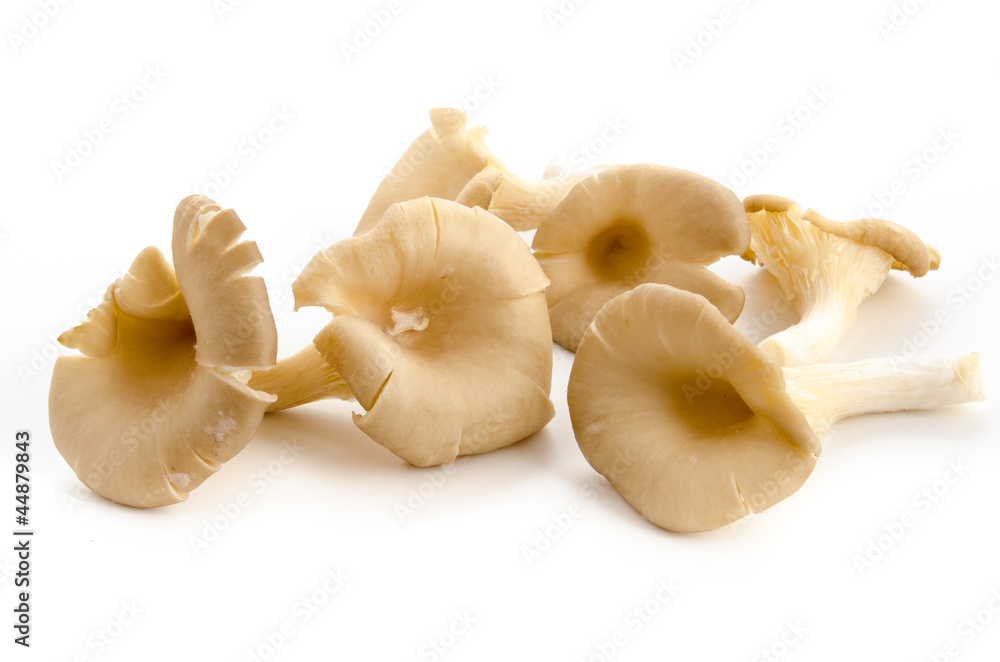 Austernpilze Austernpilze