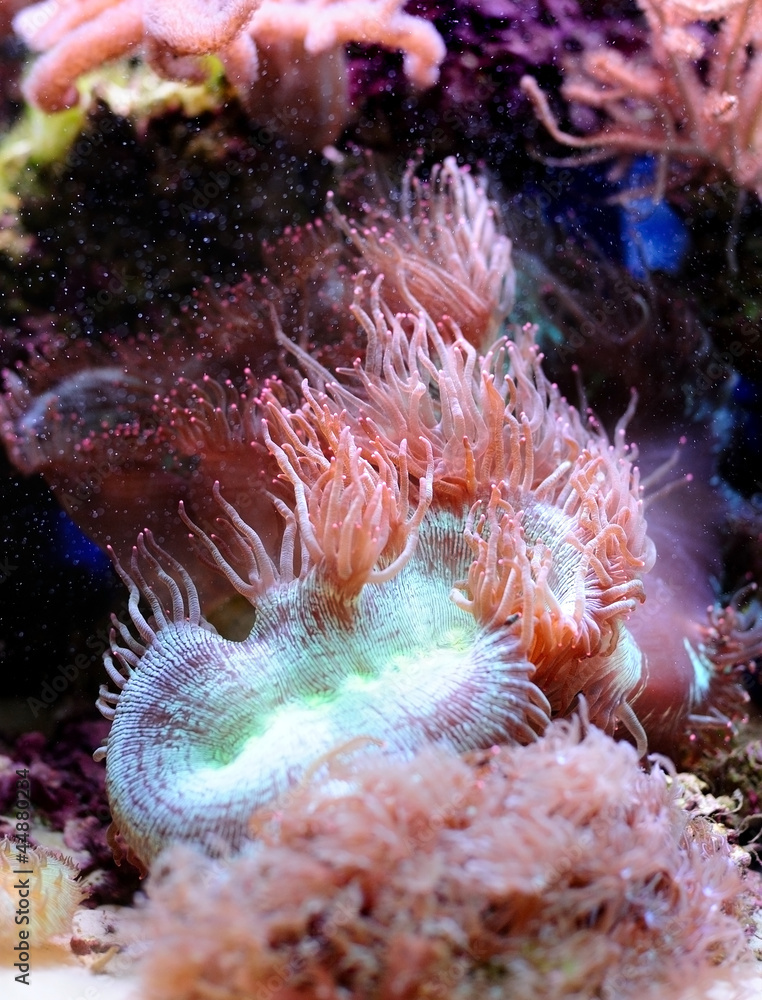 Naklejka premium Beautiful Coral