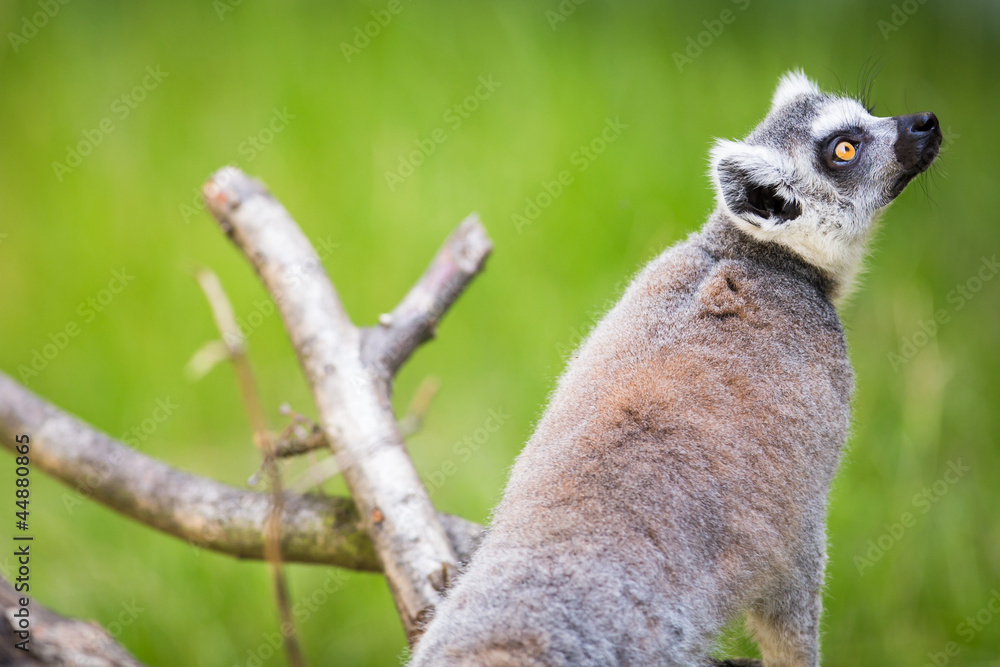 Fototapeta premium Lemur kata (Lemur catta)