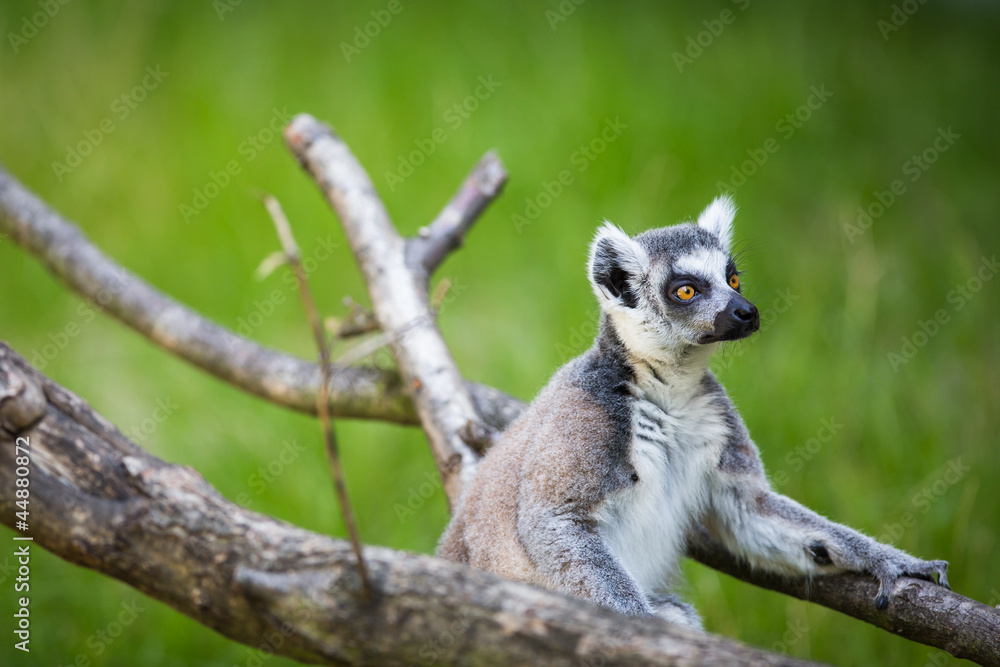 Obraz premium Lemur kata (Lemur catta)