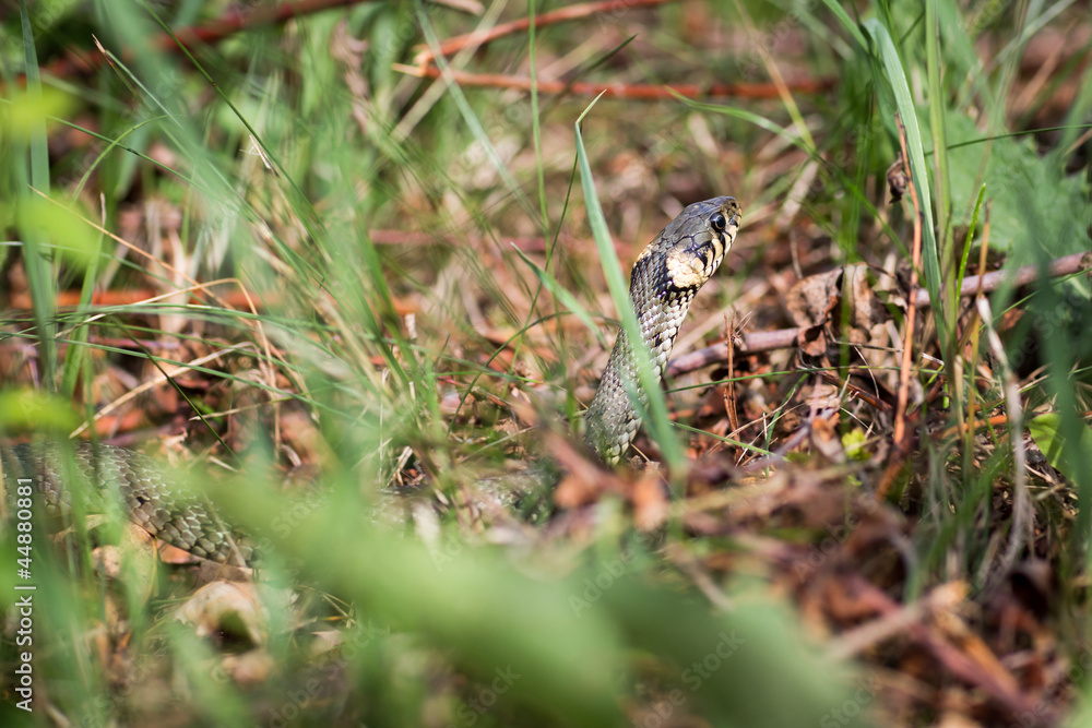 Naklejka premium Grass snake (Aka Water snake; Natrix Natrix)