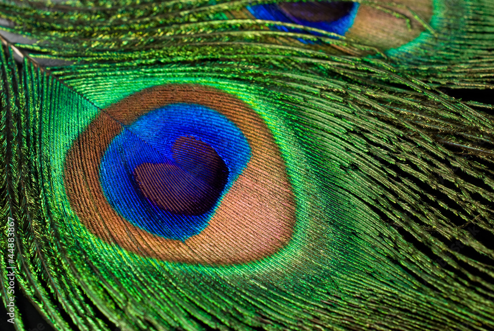 Fototapeta premium peacock feather close-up