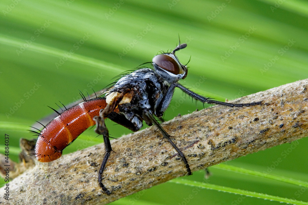 Tochinidae Cylindromia Tochinidae Cylindromia
