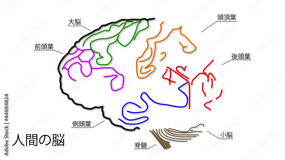 The human brain structure animation illustration Japanese The human brain structure animation illustration Japanese