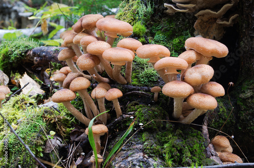 armillaria mellea in forest,