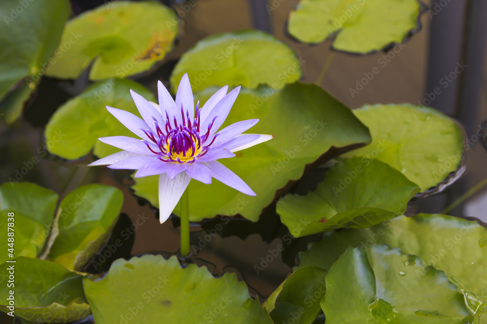 water lily with lotus leaf