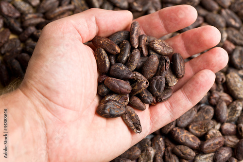 handful of cacao beans