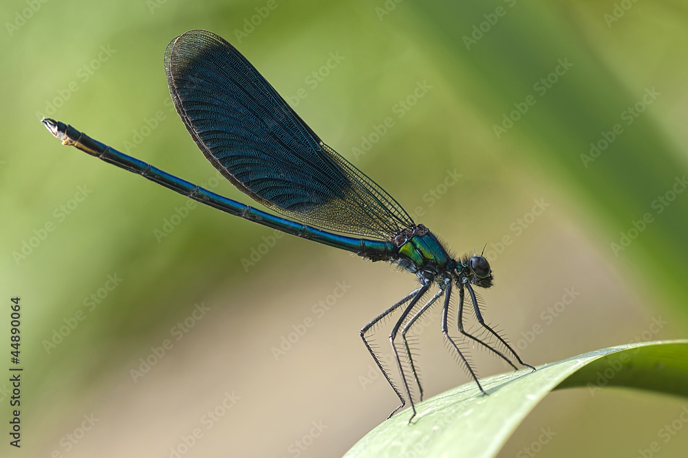 dragonfly dragonfly