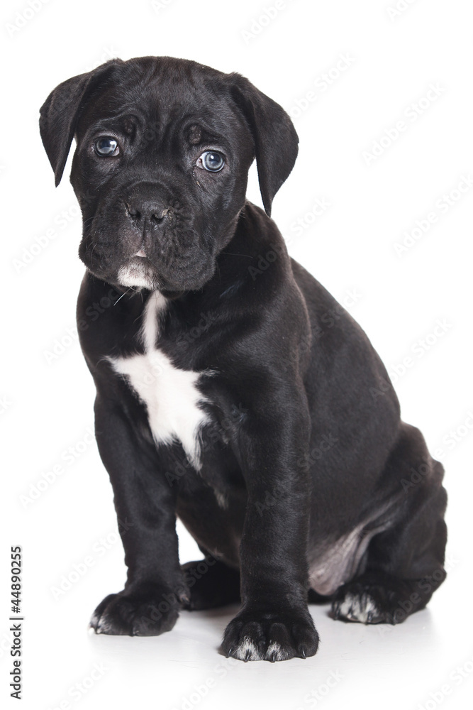 Cane Corso Italiano on white Cane Corso Italiano on white