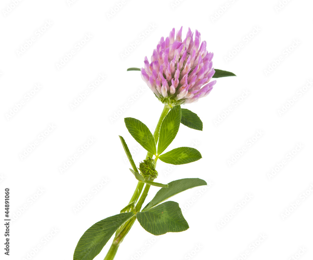 clover isolated