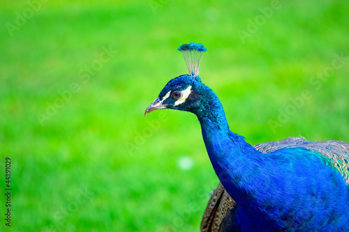 beautiful peacock on green grass