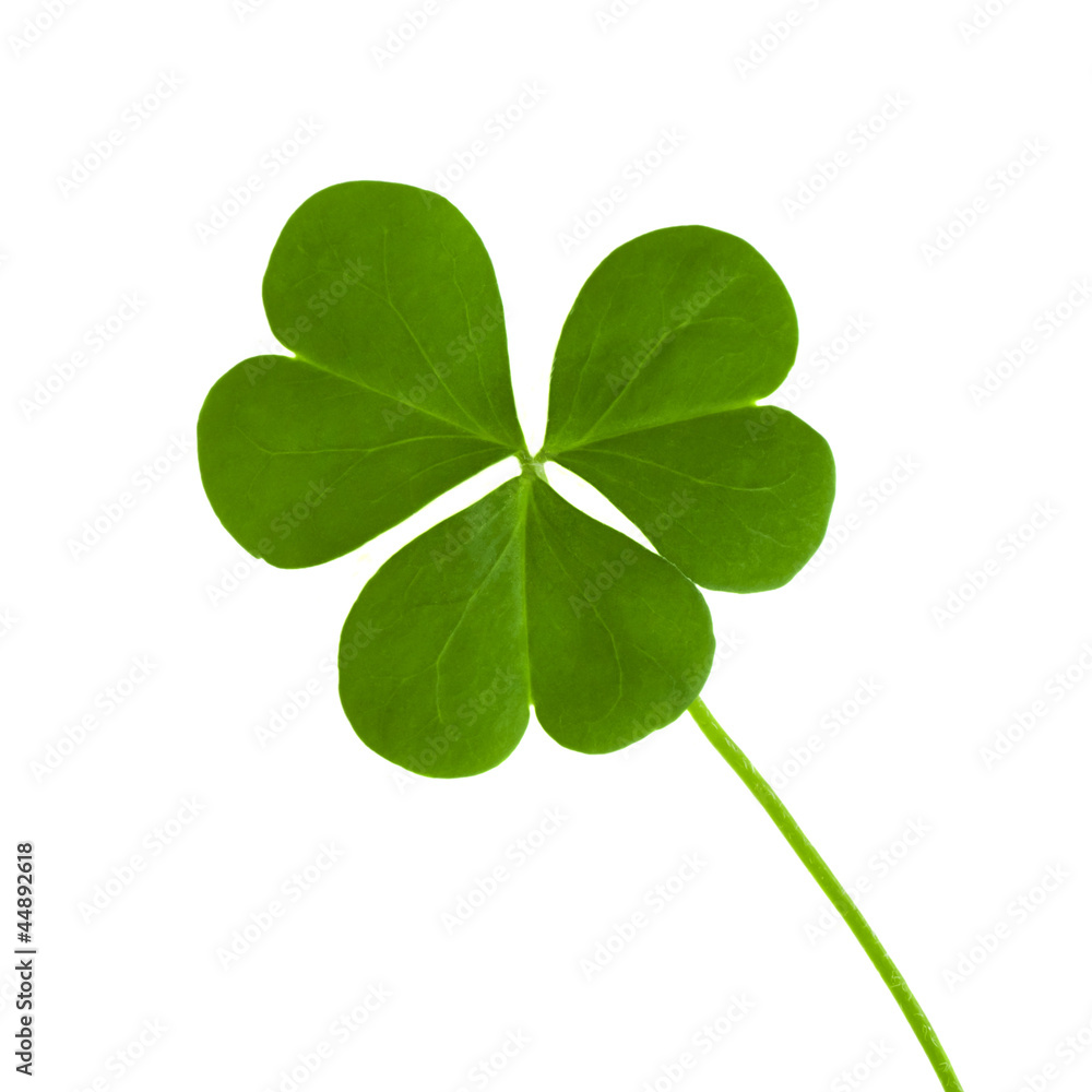 green clover symbol of a St Patrick day green clover symbol of a St Patrick day