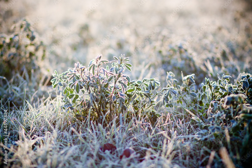 hoarfrost on grass hoarfrost on grass