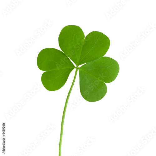 green clover symbol of a St Patrick day