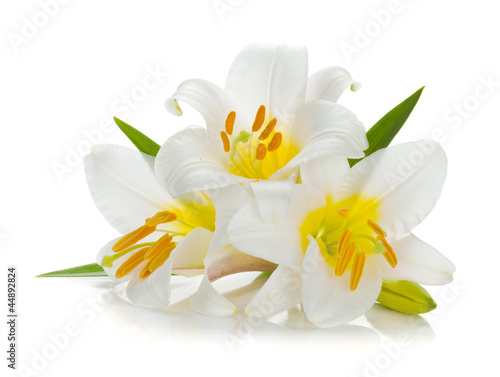 Fototapeta Naklejka Na Ścianę i Meble -  Three white lily