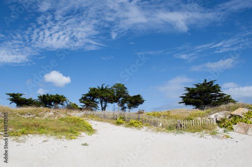 Trees in the dunes at the beach on a sunny day