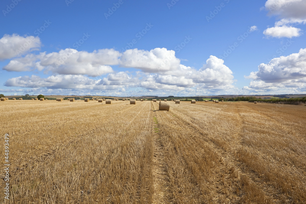 harvest time bales
