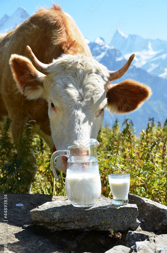Swiss cow and jug of milk