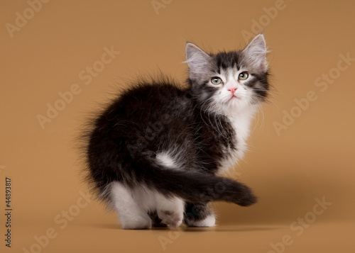 small siberian kitten on light brown background