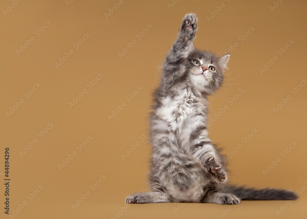 Obraz premium small siberian kitten on light brown background
