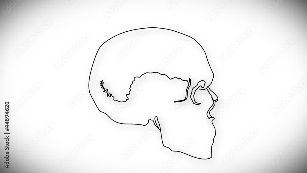 Human Skull structure animation illustration Human Skull structure animation illustration