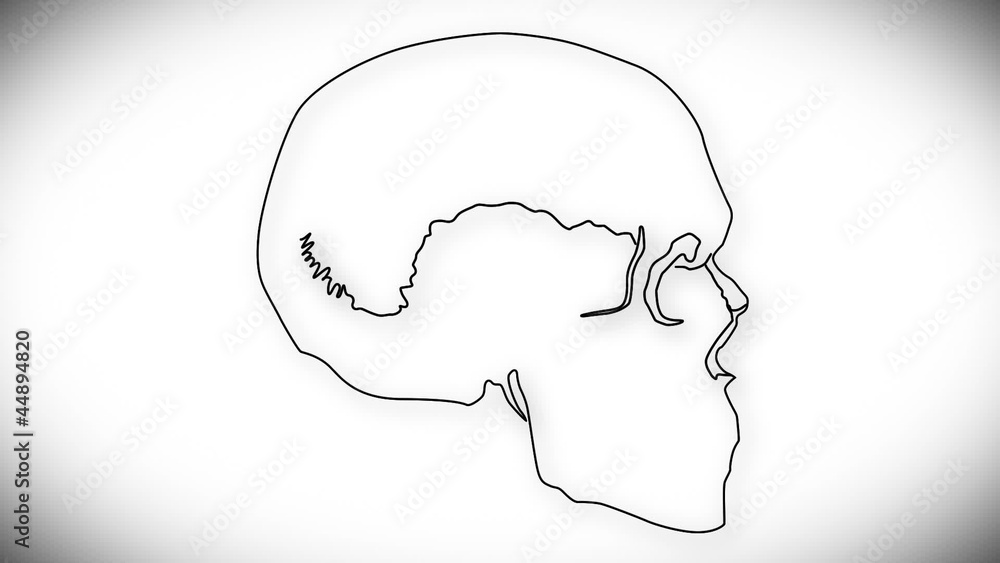 Human Skull structure animation illustration Human Skull structure animation illustration