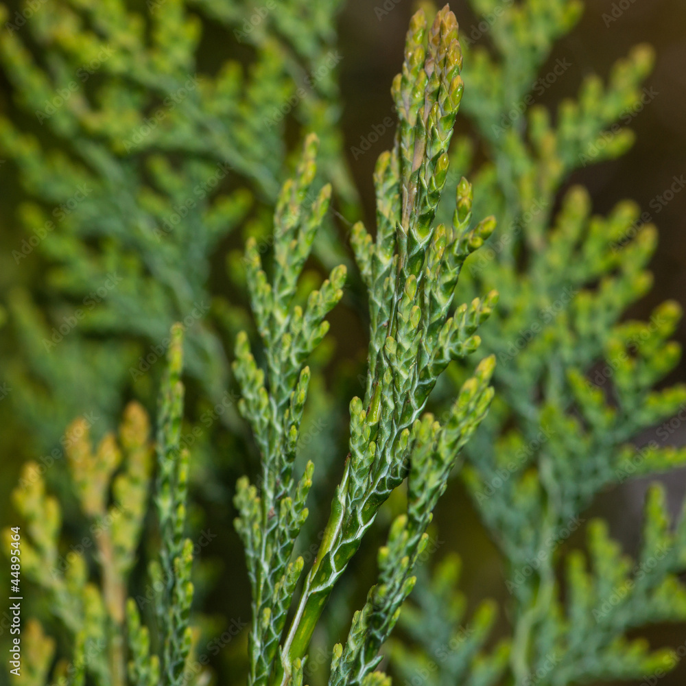 Fir Tree Close-up Fir Tree Close-up