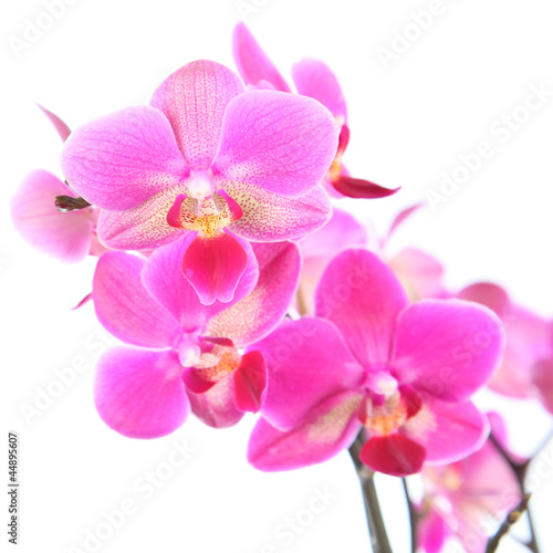 Beautiful pink orchid