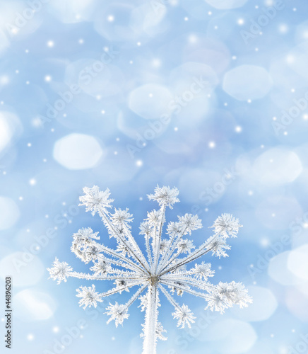 winter background with frozen plant
