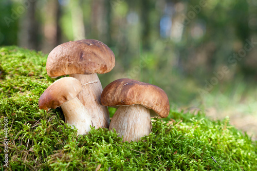 three mushroom (porcini) on moss in forest