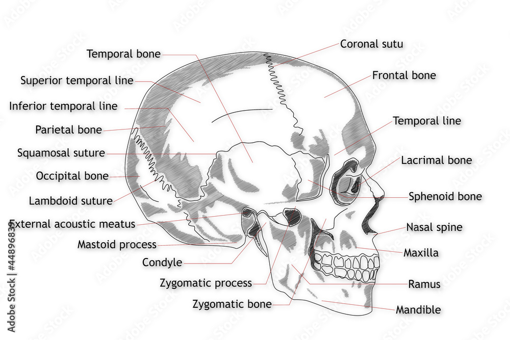 Череп иллюстрация штока. иллюстрации насчитывающей мышцы - 47356273