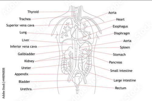 Human Organs structure