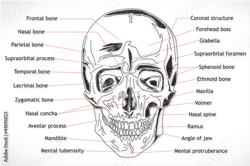 Human Skull structure photo