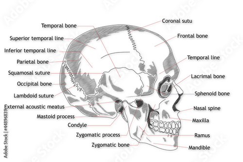 Human Skull structure animation illustration photo