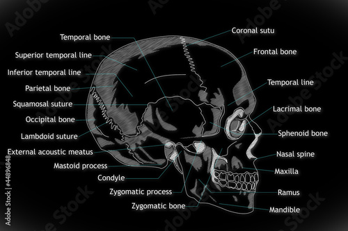 Human Skull structure animation illustration photo