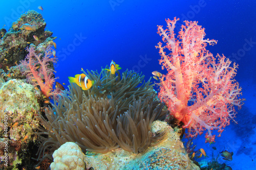 Clownfish and Anemone on coral reef