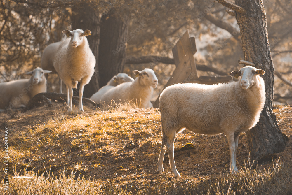 Naklejka premium Sheeps in the Morning