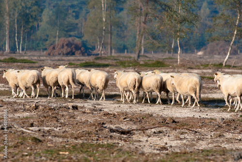 Sheep in the Heath fields